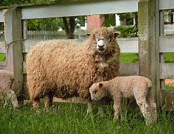 Wool derives from live sheep
